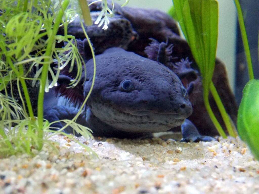 axolotl with a different appearance