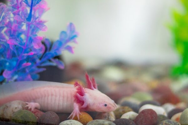 Image of an axolotl. axolotls facts