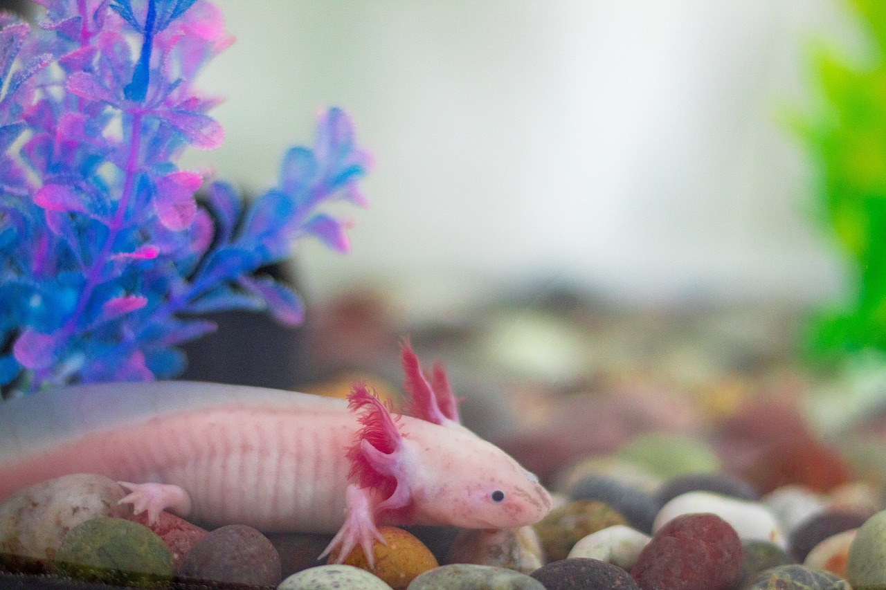 Image of an axolotl. axolotls facts