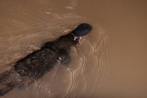 15 exciting platypuses facts