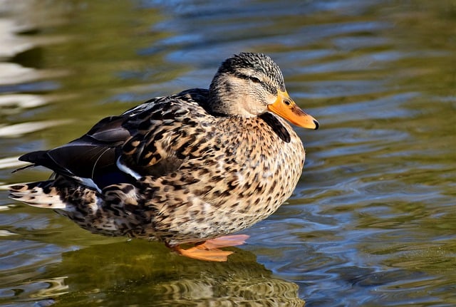 Ducks and platypuses