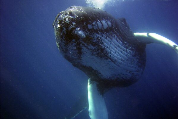 Image of a Humpback whale. Whales facts