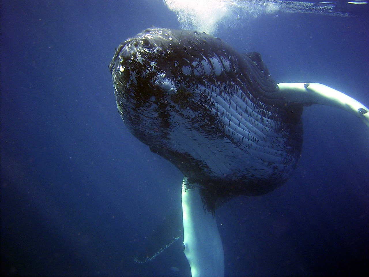 Image of a Humpback whale. Whales facts