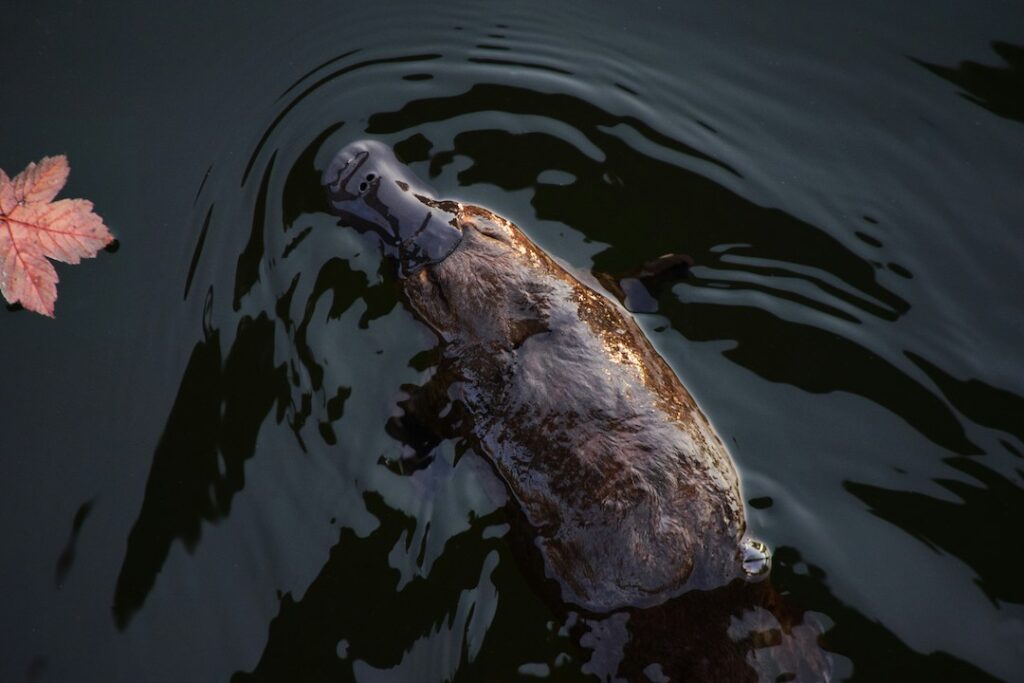 picture of a platypus