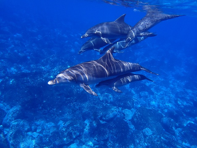 a group of dolphins swimming