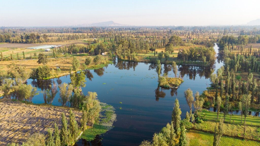 lake xochimilco, the habitat of axolotls