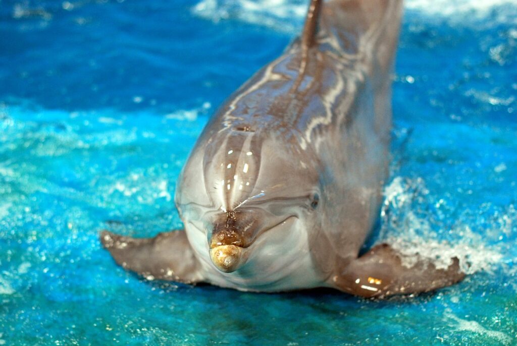 image of a dolphin