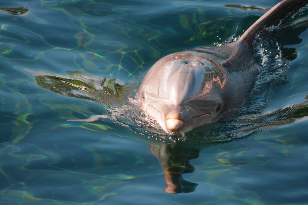 a dolphin with a mischievous look