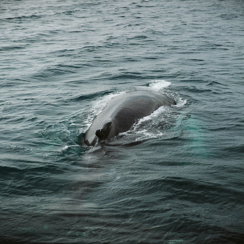 image of a dolphin in the ocean