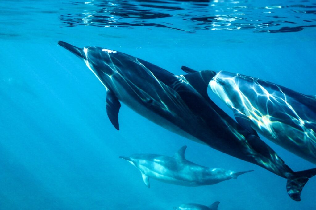 read more on dolphins