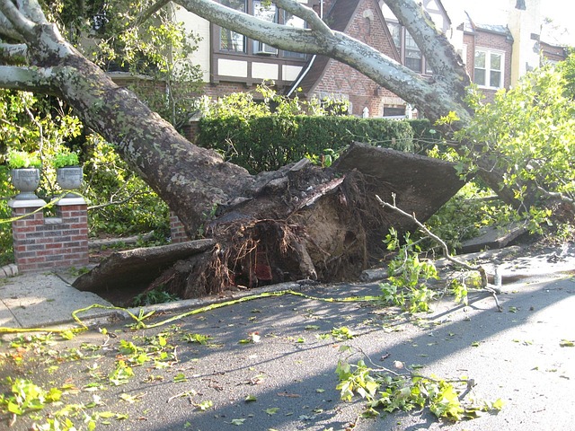 trees dangerous in tornadoes