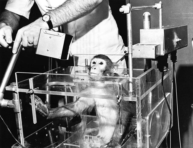 miss abel first monkey to survive space