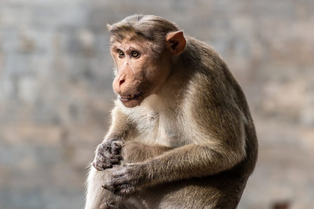 image of a monkey