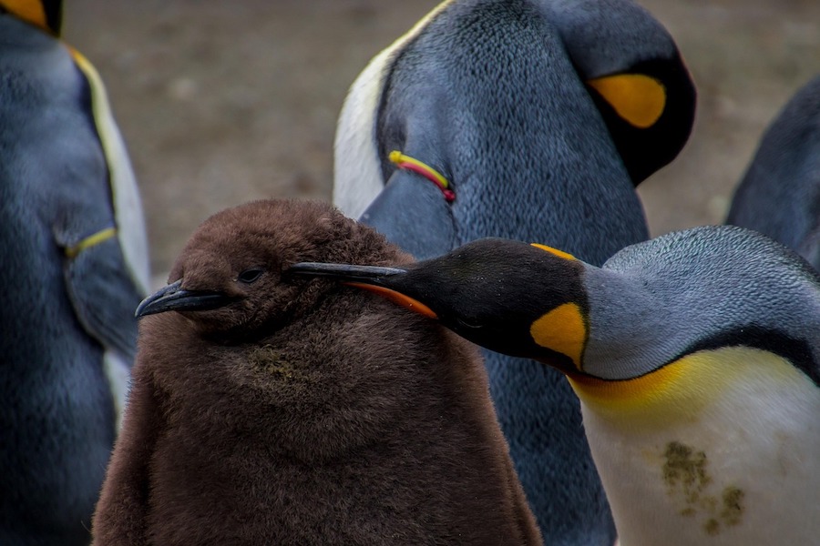 Emperor penguins grooming chicks