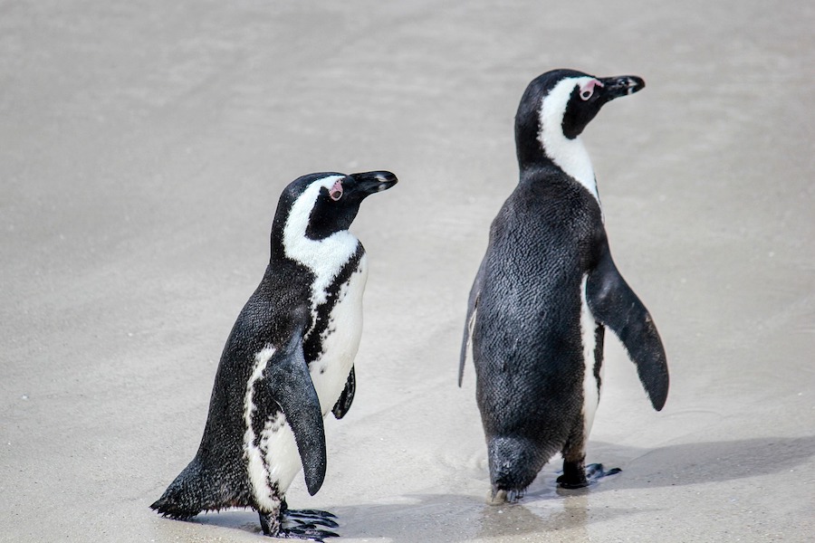 penguins walking