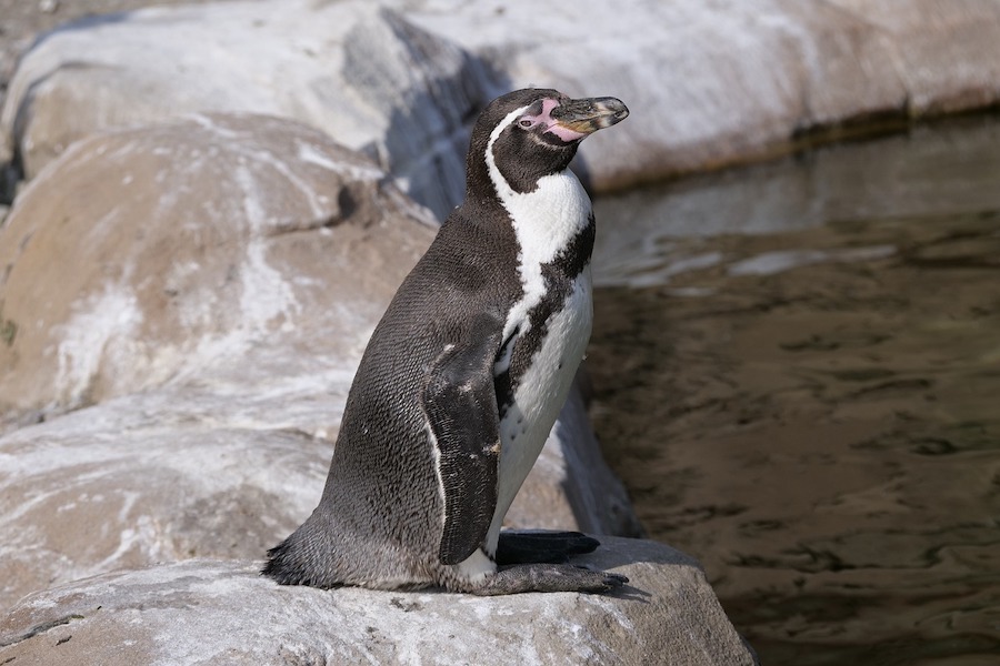 fastest penguins called gentoo penguins