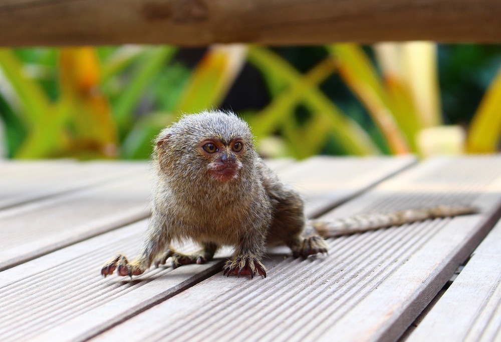 image of a pygmy marmoset