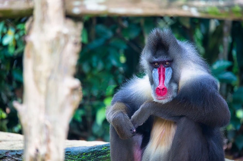 image of a mandrill