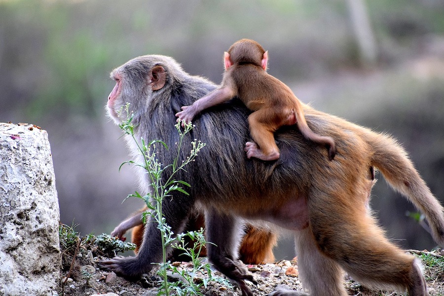 10 incredible monkey facts for you