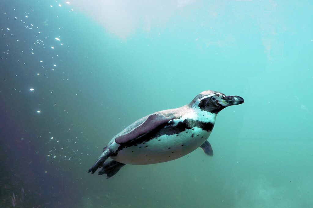 Penguins swimming fast