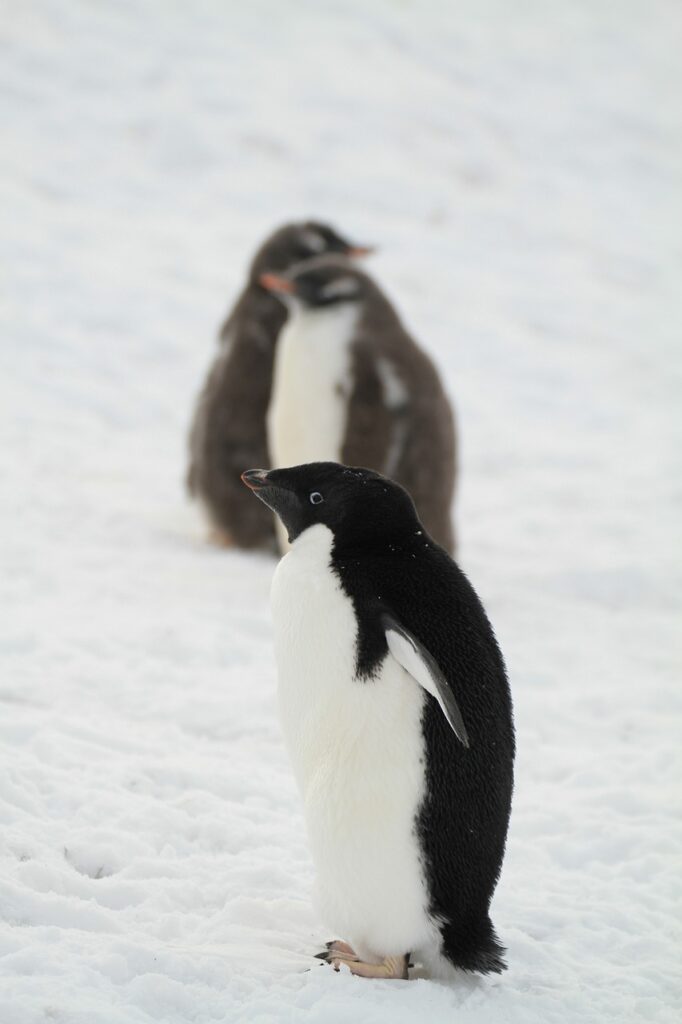 Adélie penguin