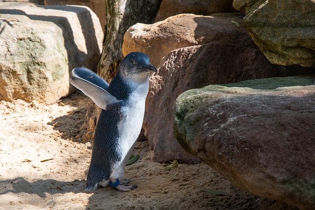 smallest fairy penguins