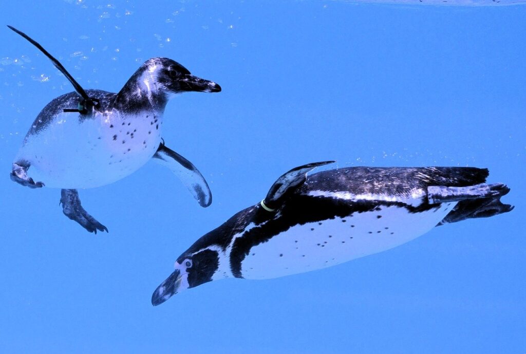 penguins underwater