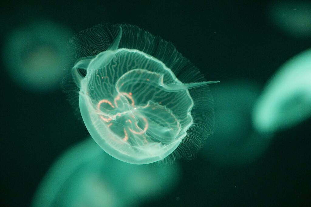 a jellyfish in the deep ocean