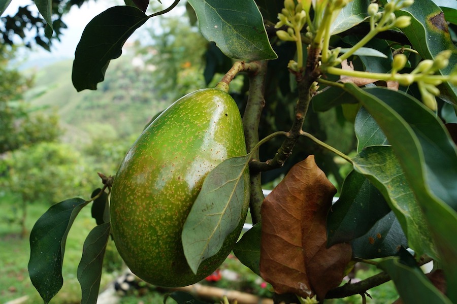 an avocado fruit on a tree