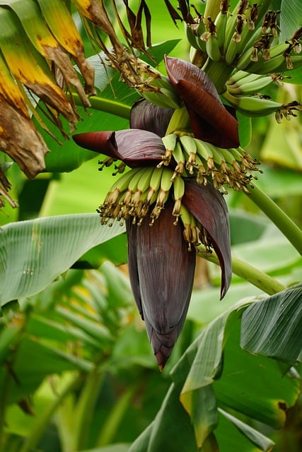 banana heart image