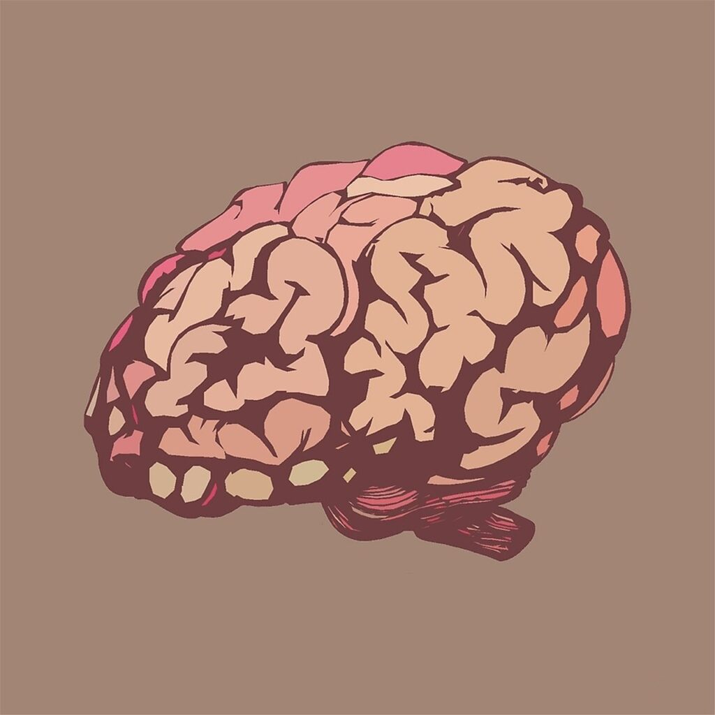 image of the brain