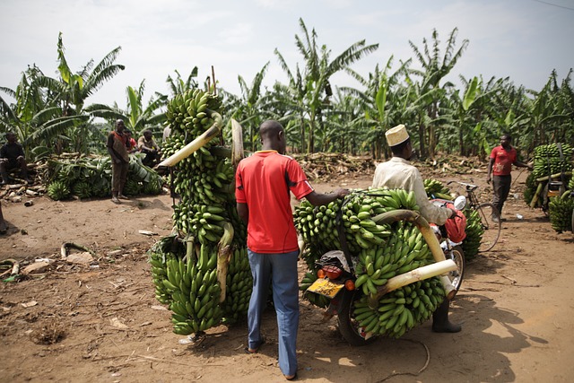 the thriving market of bananas