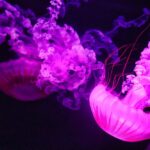 cool jellyfish facts