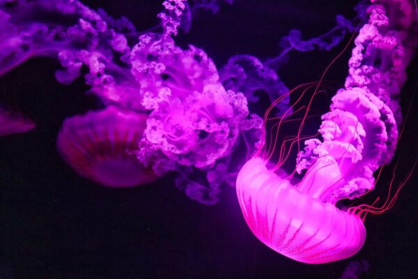 cool jellyfish facts