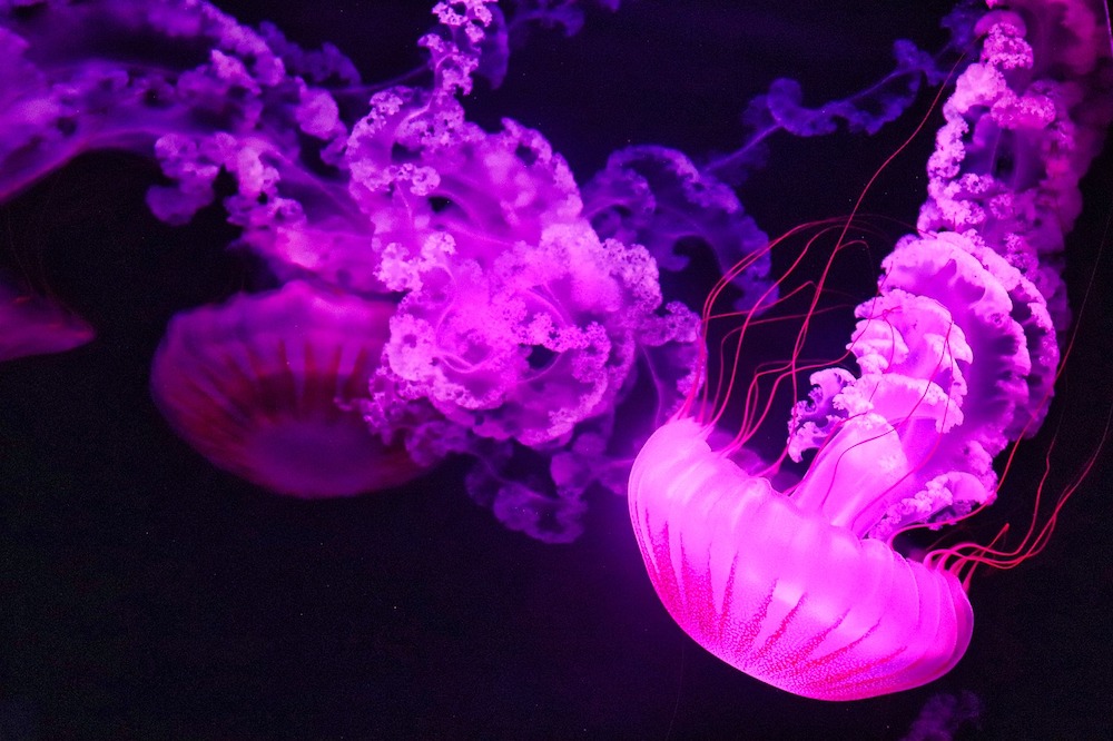 cool jellyfish facts