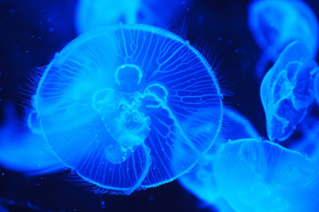 beautiful jellyfish