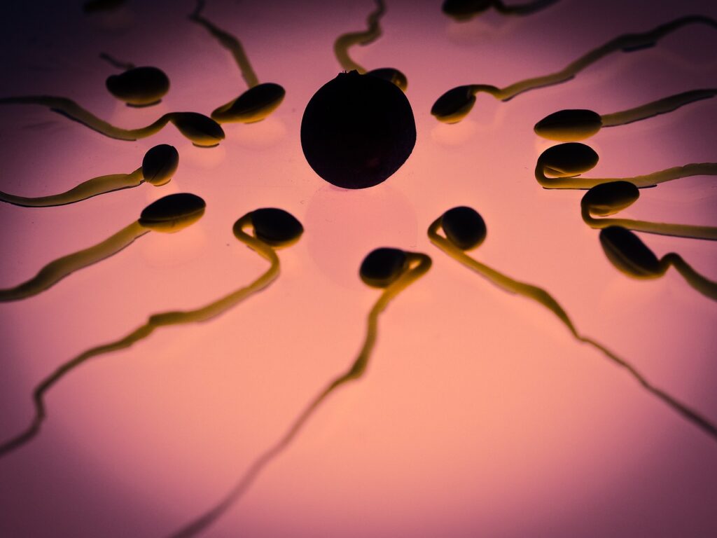 image of sperm cells