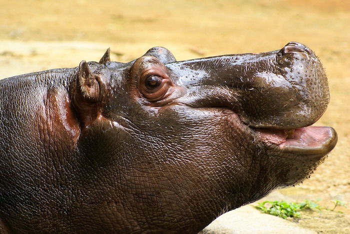 pygmy hippo facts