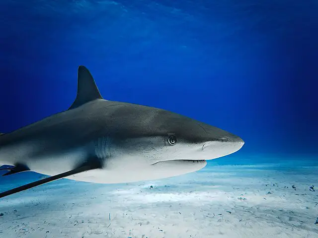 cool tiger shark