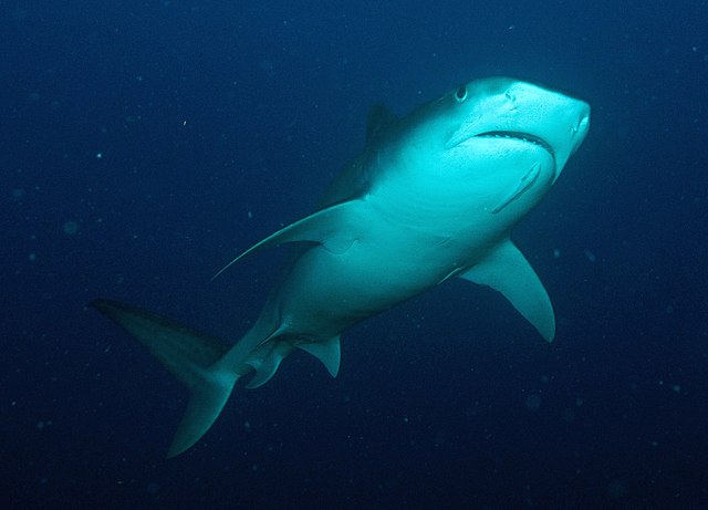 tiger sharks image