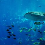 awesome fun facts about sharks