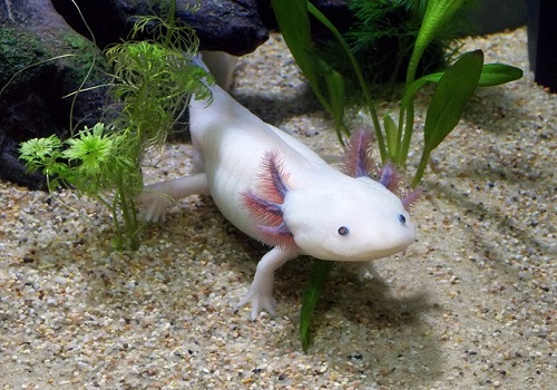 axolotl up close