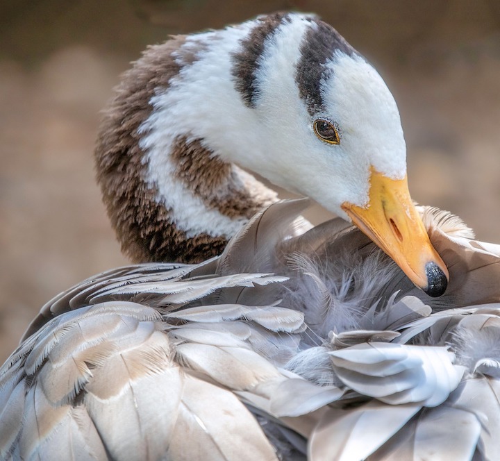 an image of a bar-headed goose