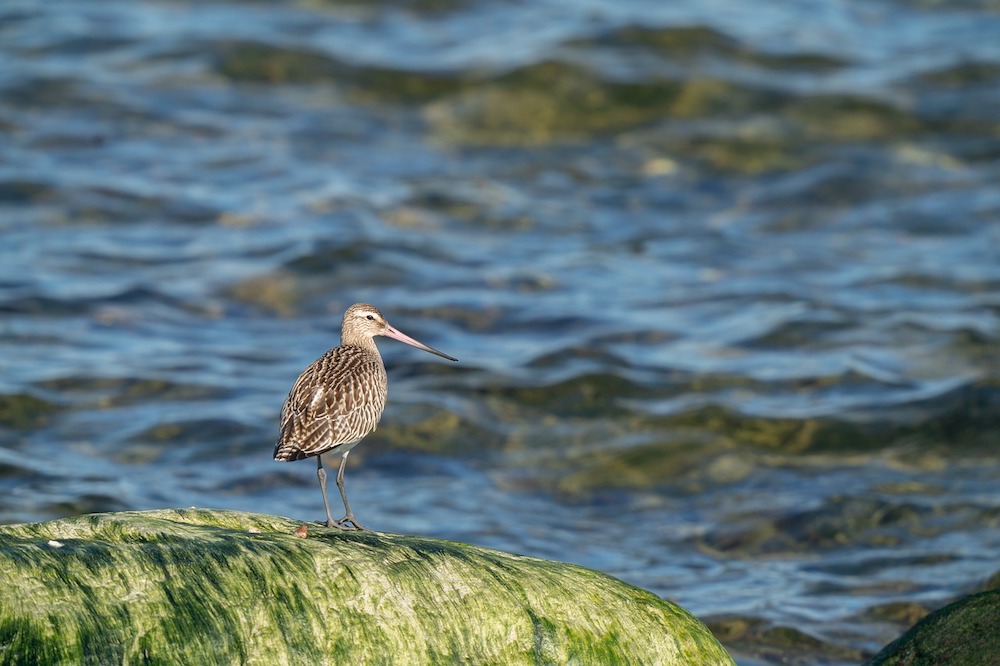 bar-tailed godwit