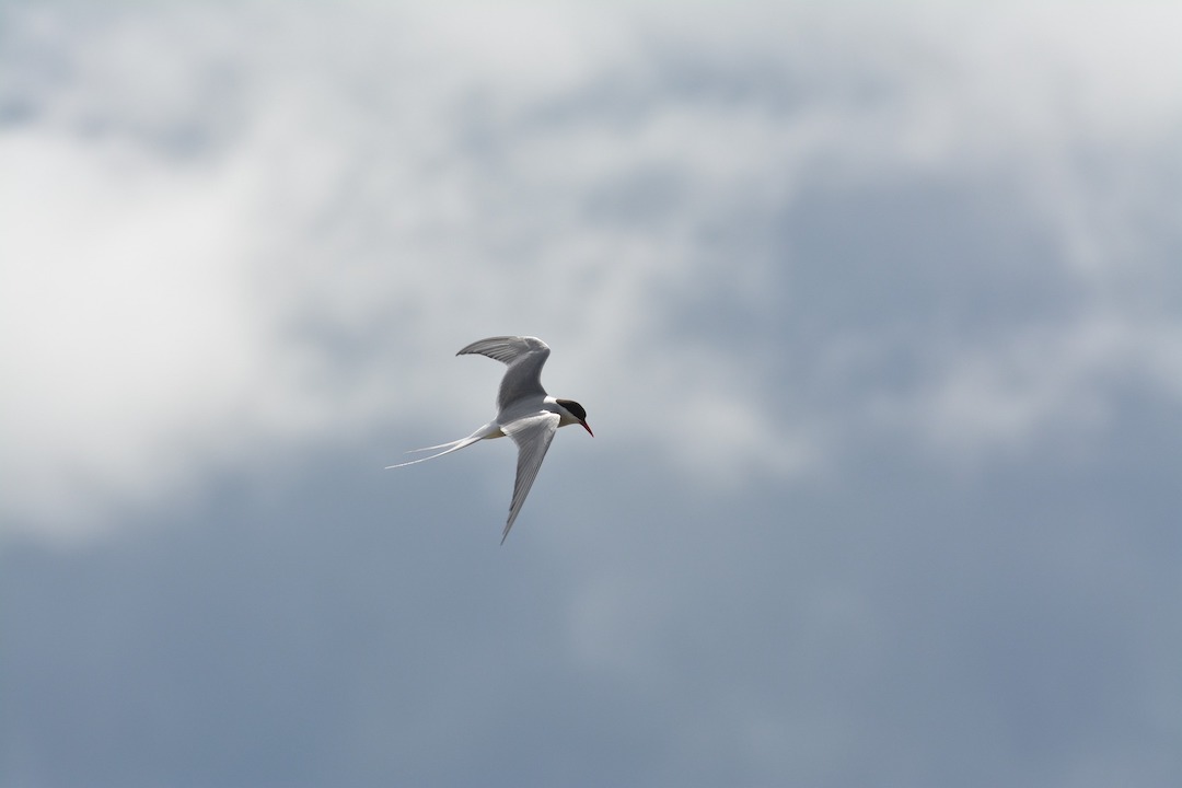 An image of an antarctic tern