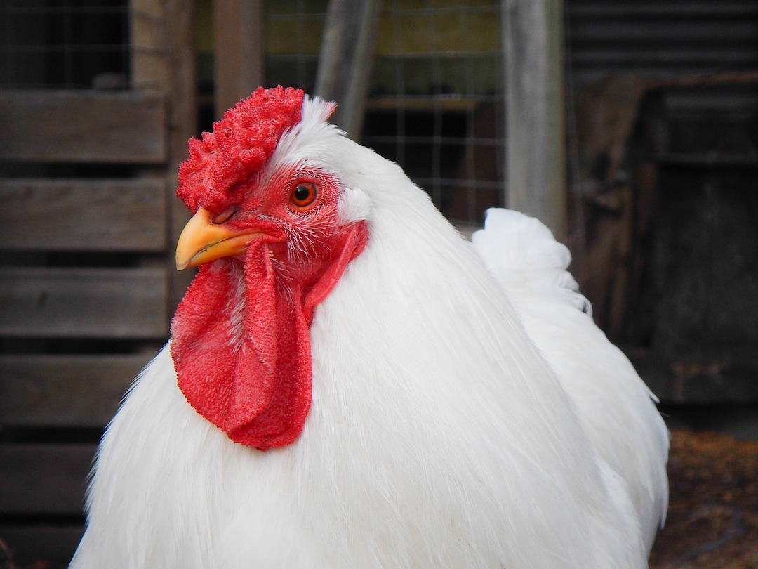 picture of a chicken