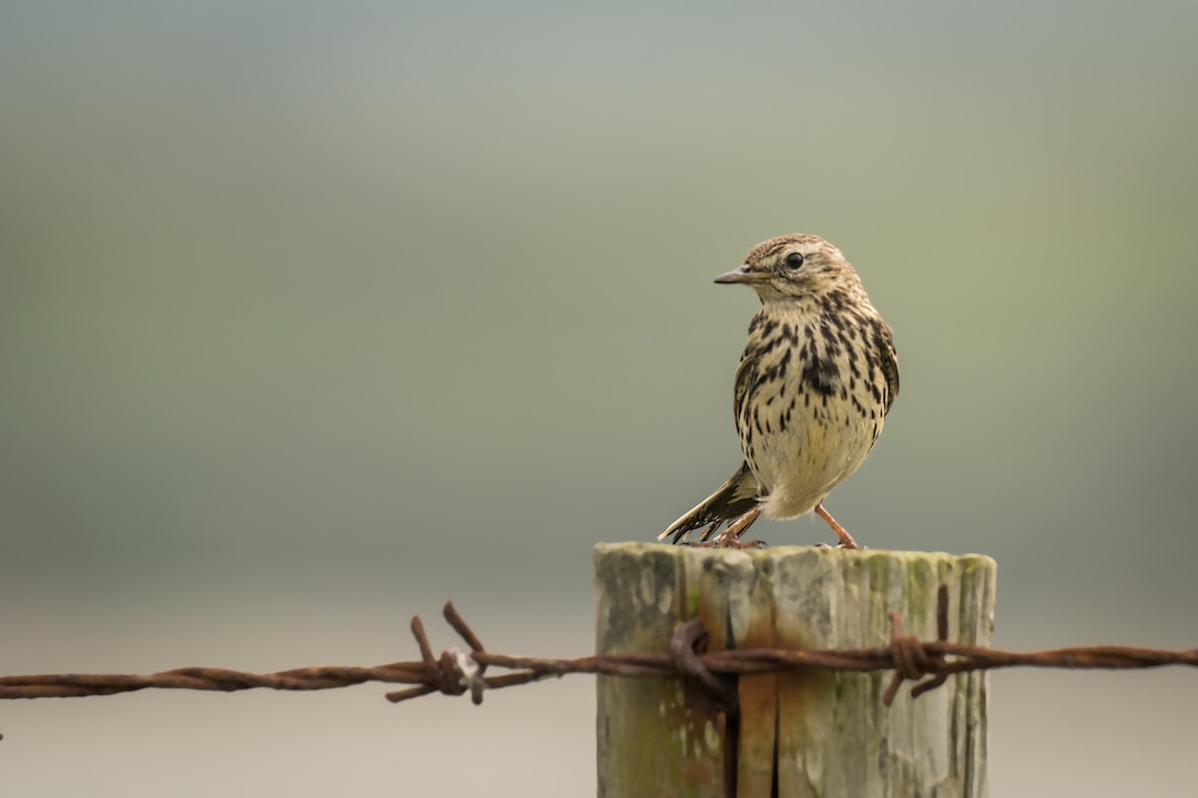 picture of a bid that looks like a Bassian Thrush (not entirely sure if it is)