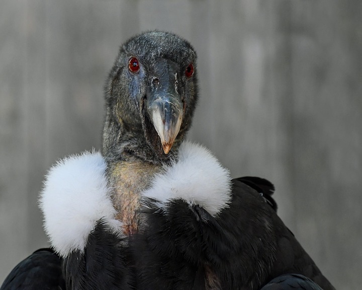 an image of a condor