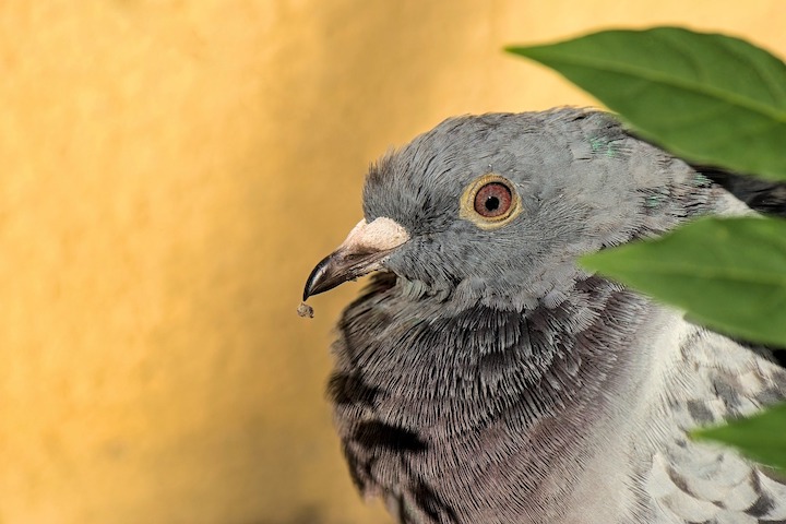 upclose image of a cute dove