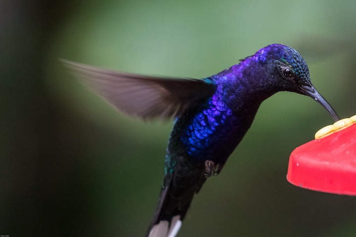 a humming bird chilling